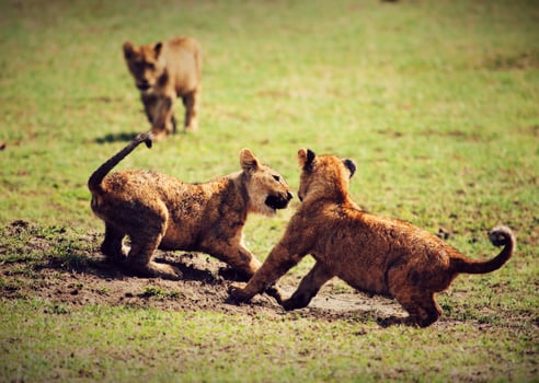 Small lion cubs playing. Tanzania, Africa photo