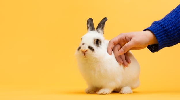 Hand petting white bunny on yellow background. photo