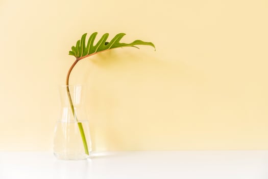 Tropical green leaf on white table with color background and copy space photo