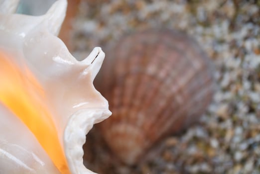 sea shell view photo