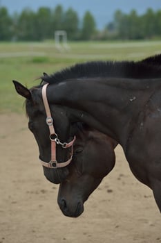 Horse portrait view photo