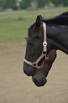Horse portrait view photo
