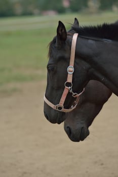 Horse portrait view photo