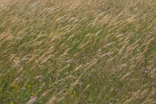 wind in grass photo