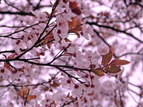 flowers on branch photo