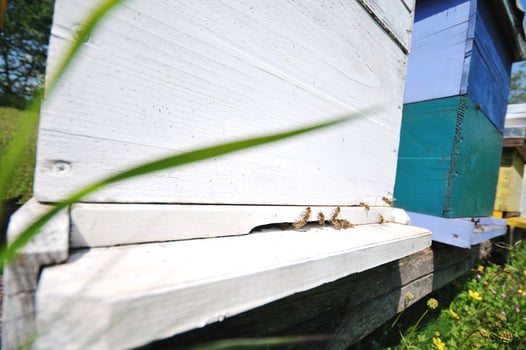 bee home at meadow photo