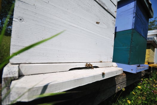 bee home at meadow photo