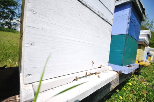 bee home at meadow photo