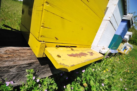bee home at meadow photo