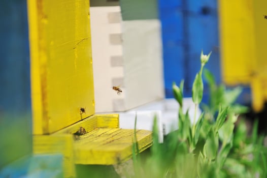 bee home at meadow photo
