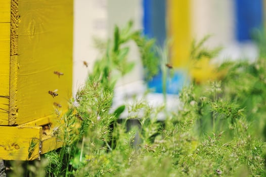 bee home at meadow photo