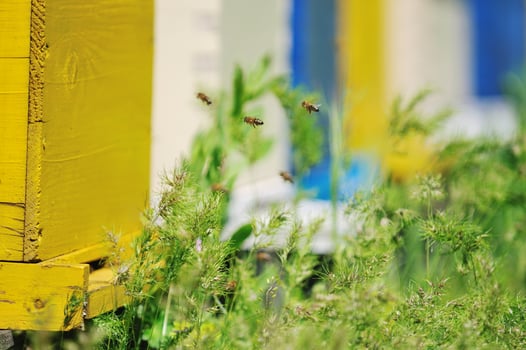 bee home at meadow photo