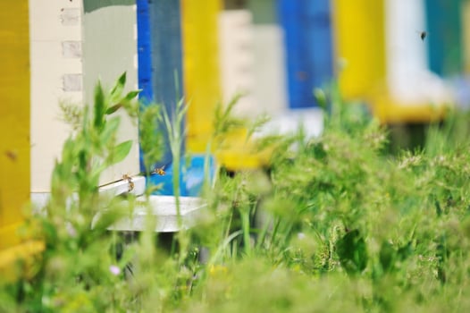 bee home at meadow photo