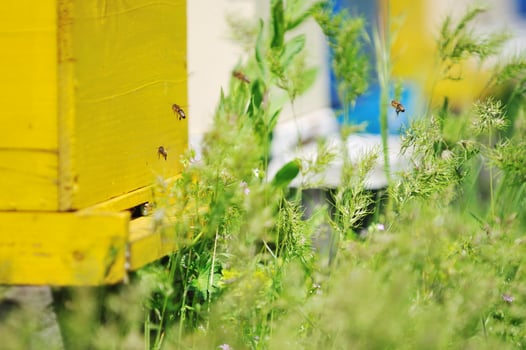 bee home at meadow photo