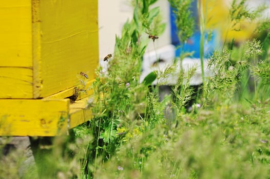bee home at meadow photo