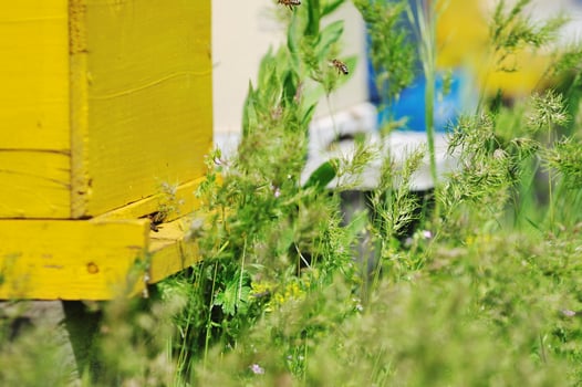 bee home at meadow photo