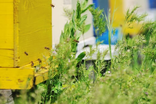 bee home at meadow photo