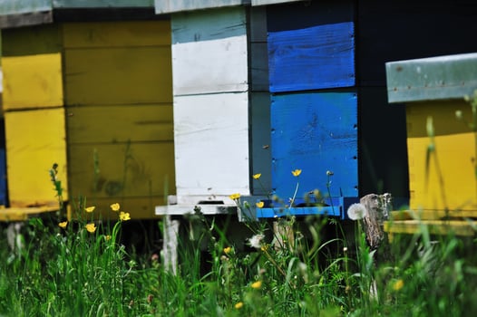 bee home at meadow photo