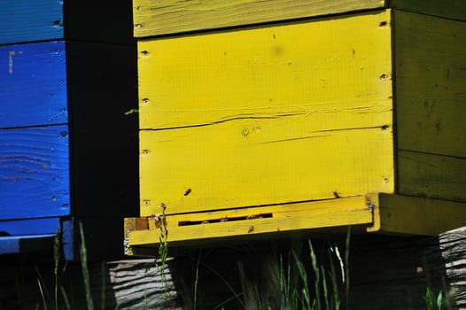 bee home at meadow photo