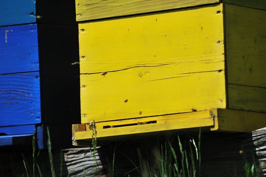 bee home at meadow photo