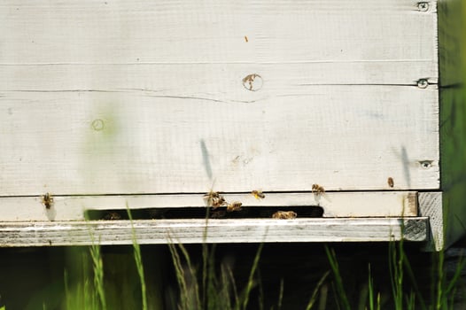 bee home at meadow photo