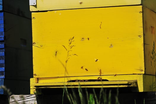 bee home at meadow photo