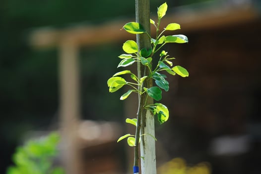 new growth concept witn young tree photo