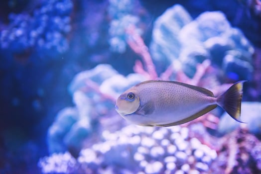 fish swimming in aquarium photo