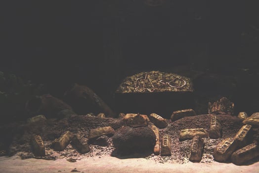 empty aquarium decor photo