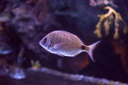 aquarium with colorful fishes photo