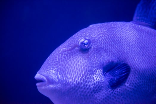 fish swimming in aquarium photo