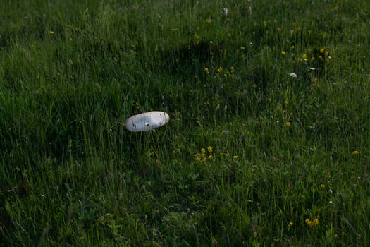 macrolepiota procer view photo