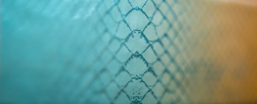 snake skin view photo