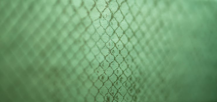 snake skin view photo