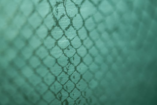 snake skin view photo