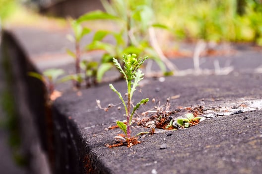 Green Plant growing out of concrete photo