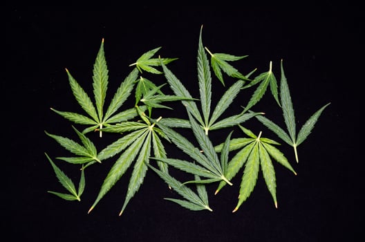 Cannabis Leaf Background photo