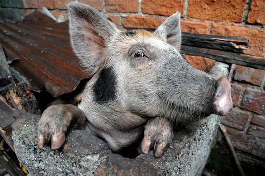 Funny pig closeup photo