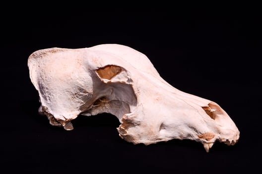 Dried Dog Skull Bone photo