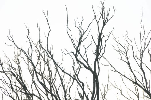 Effects of the Fire in a Forest photo