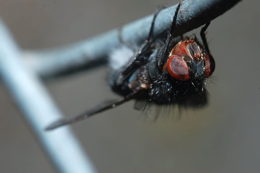 Close Up Macro of a Fly photo