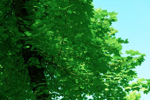 green tree brances photo