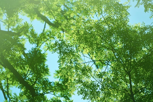 green tree brances photo
