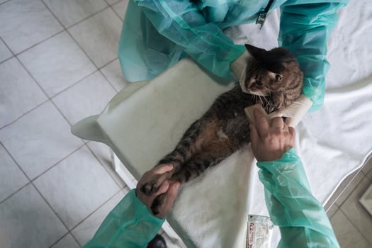 Veterinary clinic. Female doctor portrait at the animal hospital holding cute sick cat photo