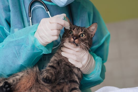 Female surgeon or doctor at the animal hospital preparing cute sick cat for surgery, putting drops in cat eyes to protect during treatment. photo
