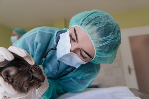 A female doctor at the animal hospital in the surgery room cute sick cat ready for veterinary examination and treatment photo
