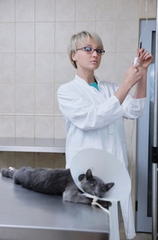 Female veterinary portrait photo