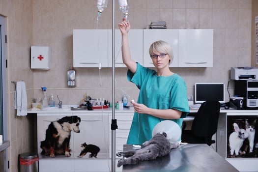 Female veterinary portrait photo