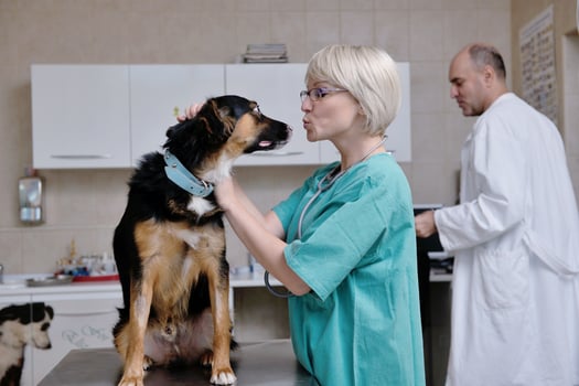 veterinarian and assistant in a small animal clinic photo