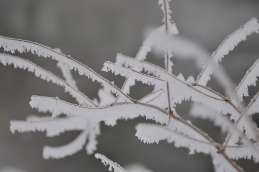 Ice close up photo